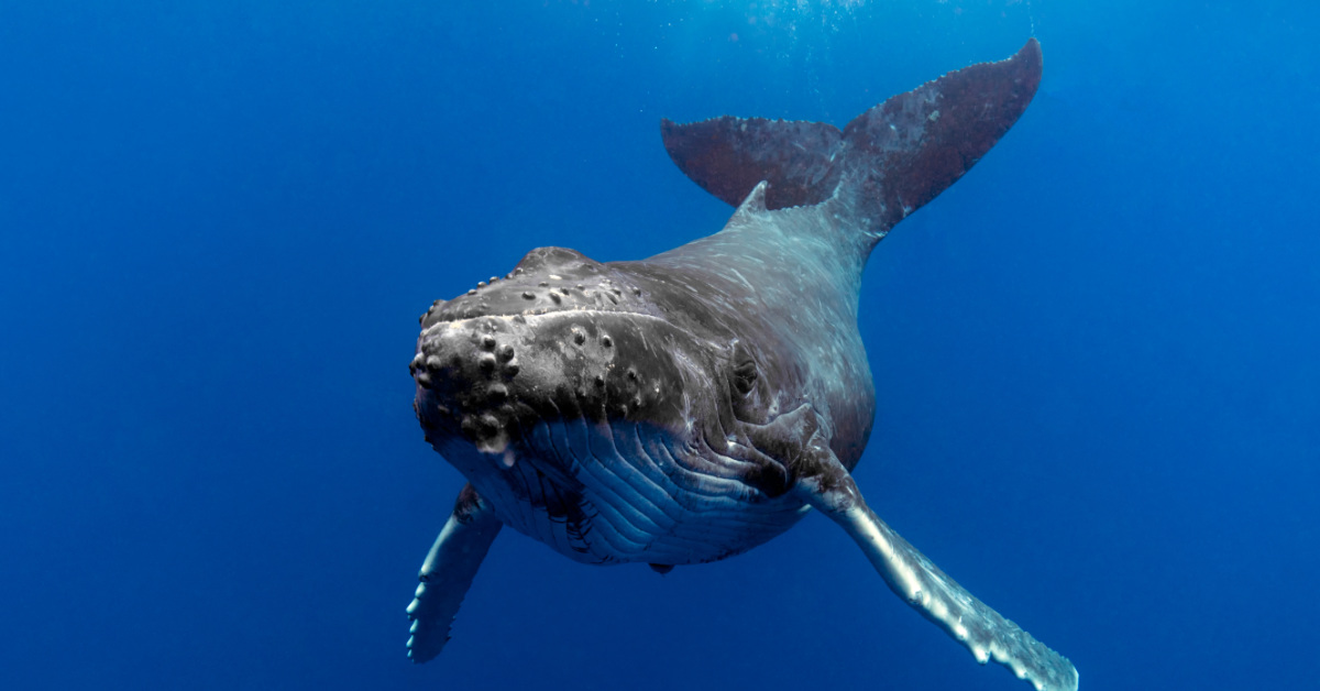humpback whale swimming beneath the ocean