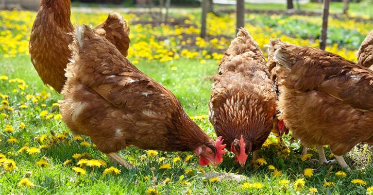 chickens for tick control
