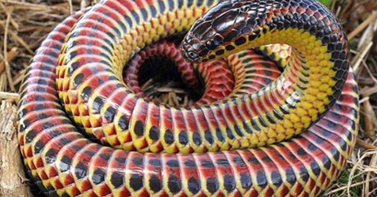 rainbow snake