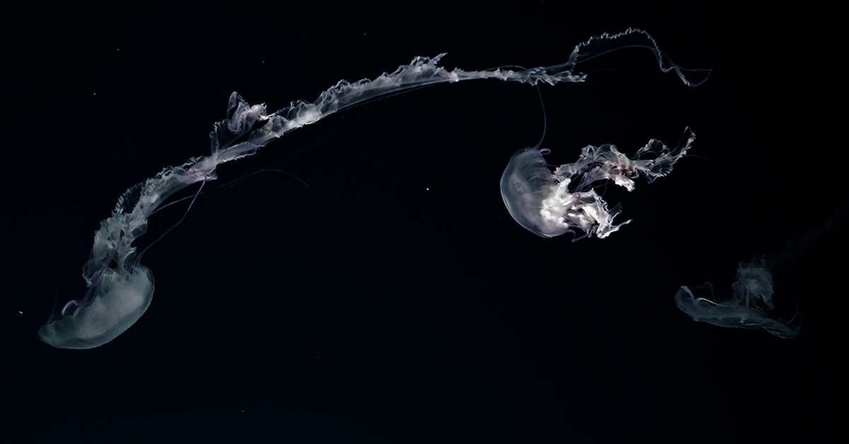 dark jellyfish