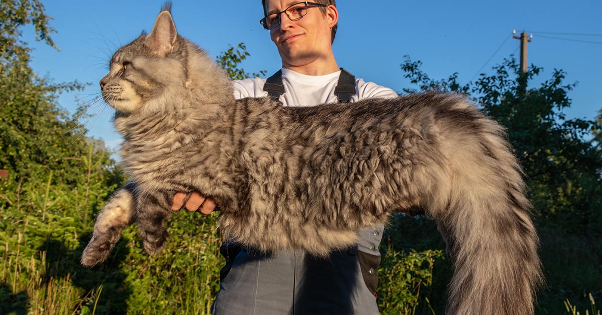large maine coon cat being held by owner