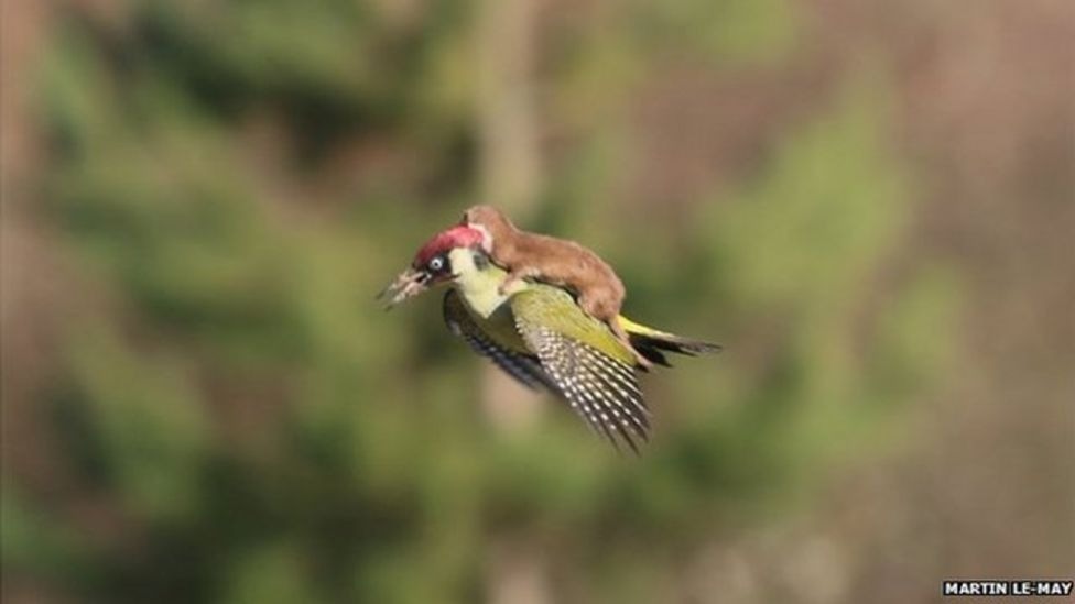 The baby weasel on the back of the woodpecker