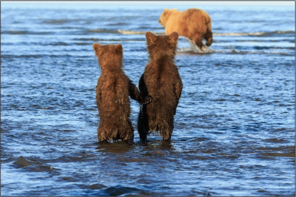 Coastal Brown Bear cubs watching mom fish, Lake Clark National Park, Alaska