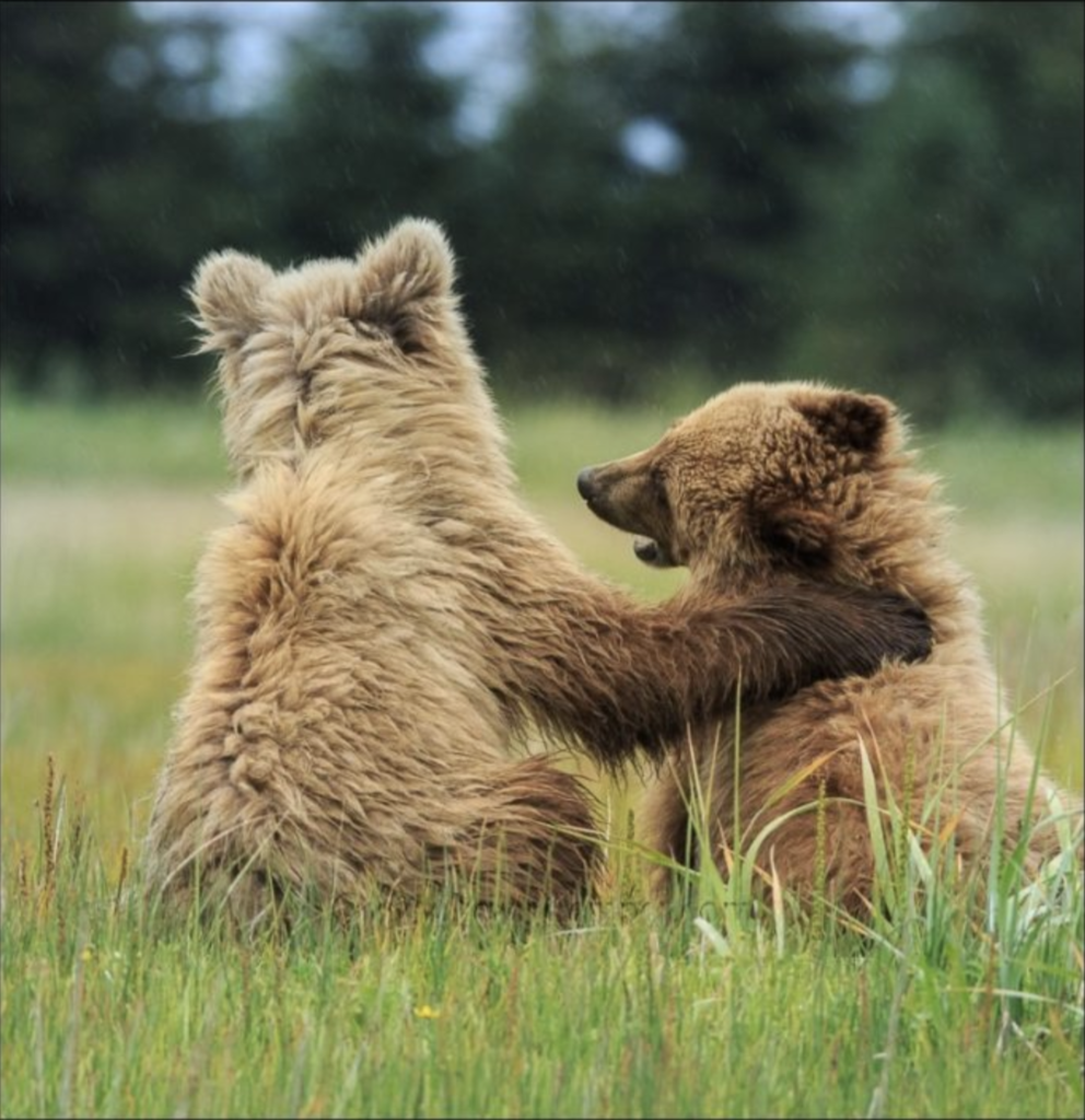 Coastal Brown Bears, Lake Clark National Park, Alaska