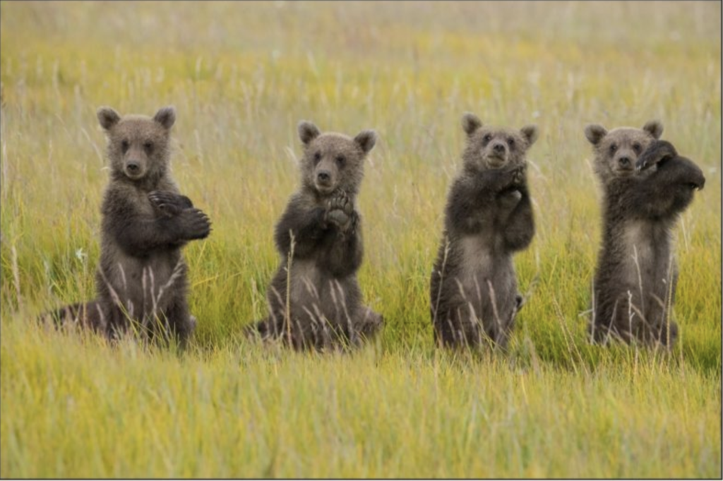 A composite image of the bear cub and it's "dance" moves. Lake Clark National Park, Alaska