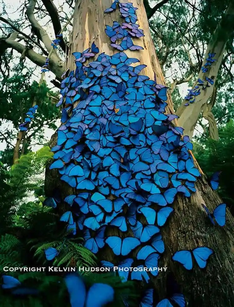 the swarm of blue butterflies covering the tree trunk