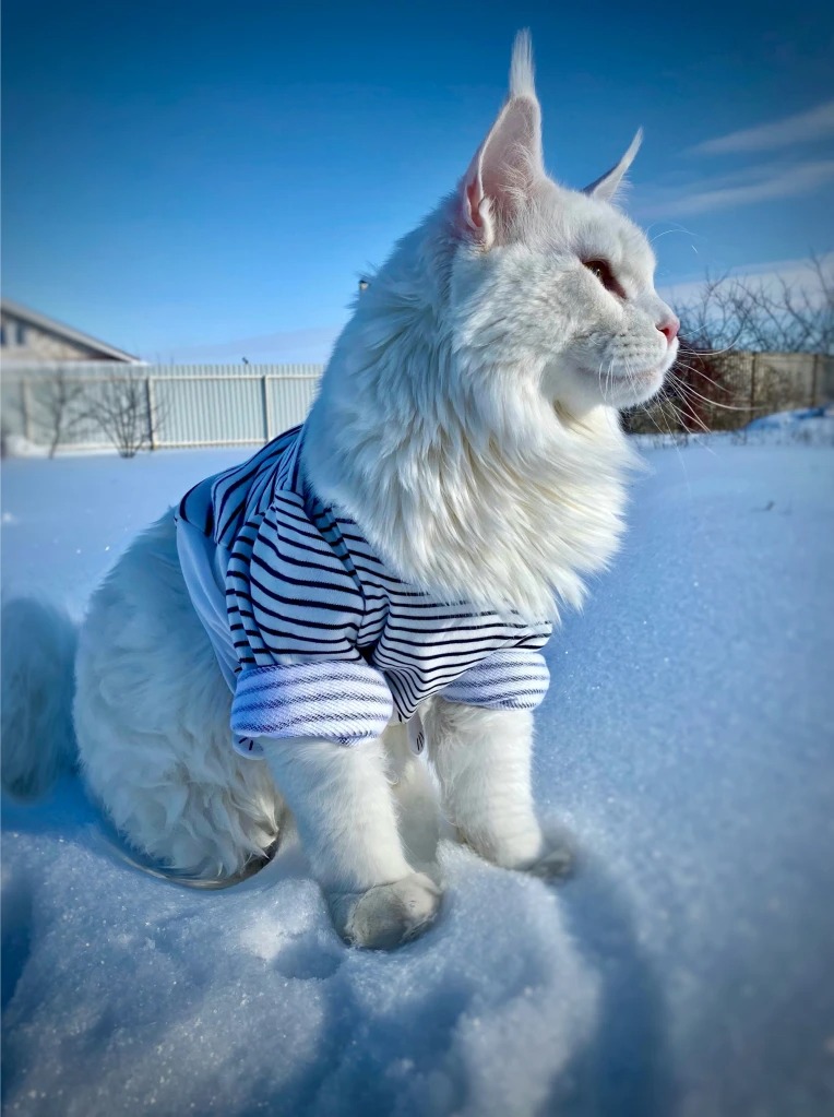 Kefir, the maine coon, posing in the snow