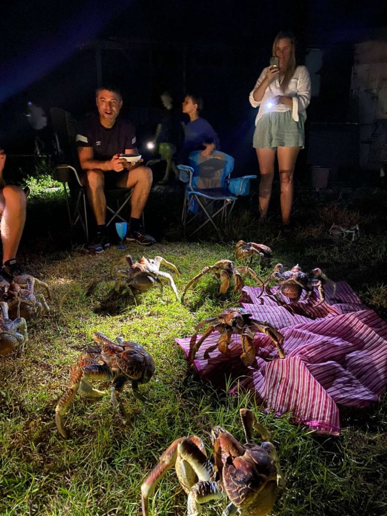 coconut crabs showing up to an evening picnic in Australia 