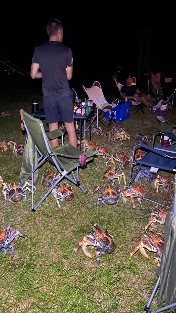 coconut crabs showing up to an evening picnic in Australia 