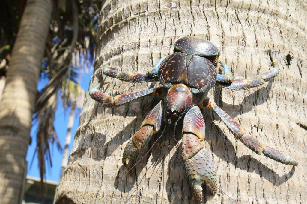 coconut crab attached to the trunk of a palm tree