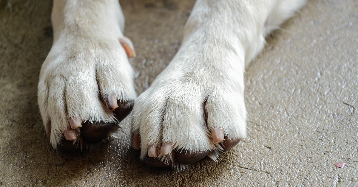 white dog paws