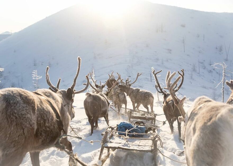 Reindeer pulling sleighs in snowy field. Photo by Aleksey Vasiliev