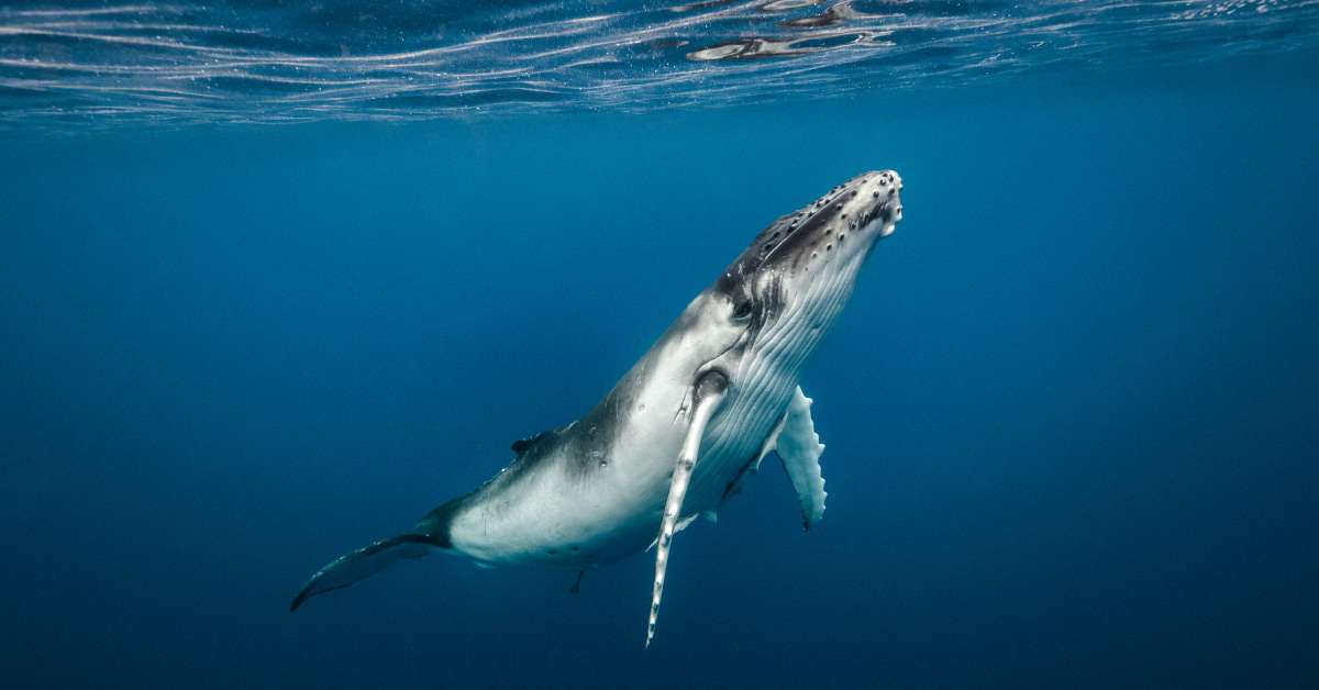 A young humpback whale sitting just below the surface of the water