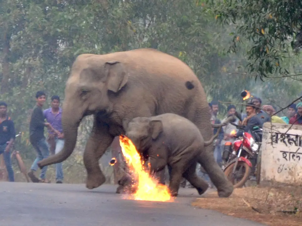 Elephant and Her Calf Attacked with Firebombs
