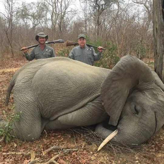 Viral photo of Mike Jines posing with a dead hunted elephant