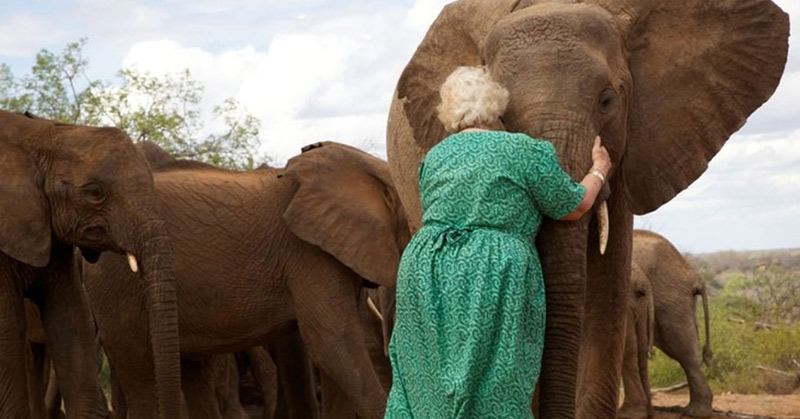 Daphne Sheldrick with orphaned elephants