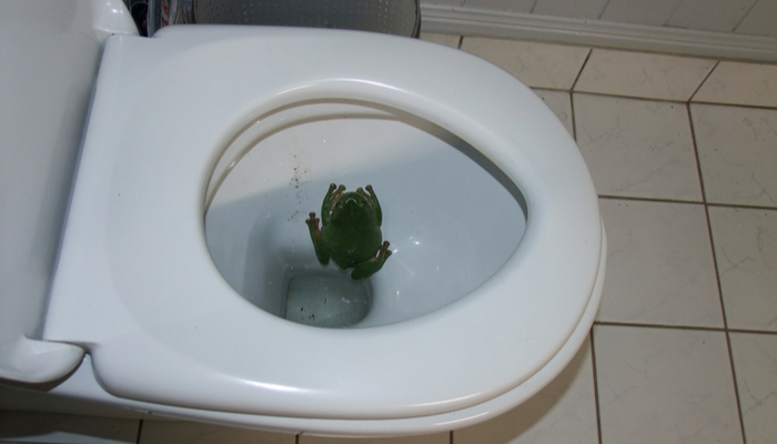 These common green frogs in Queensland, Australia, often invade a house and end up in the toilet searching for water