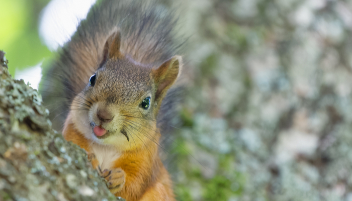Funny Squirrel Closeup