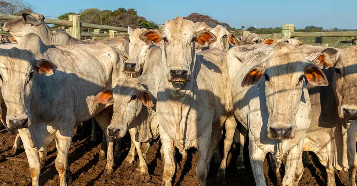 Beef from gene-hacked ‘super cows’ can now be sold in the US