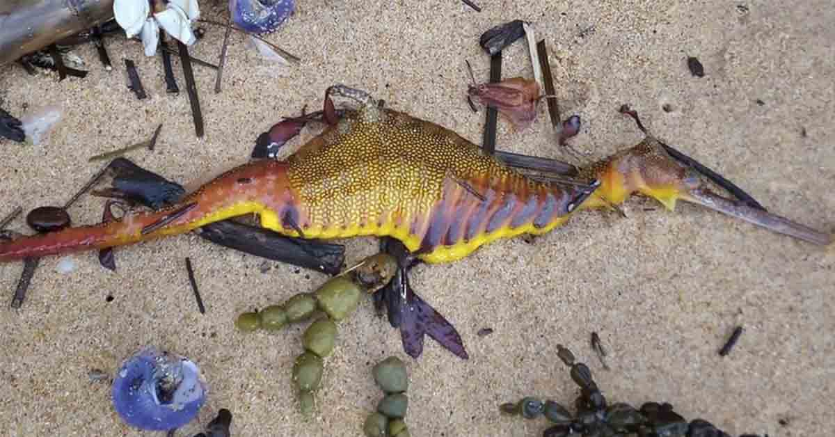 Strange Colourful Creatures Wash Up On Australian Shores Following Rec...