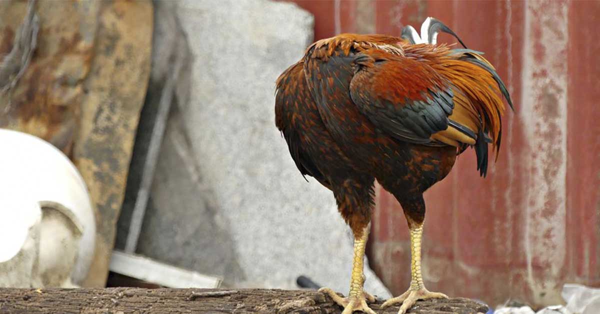 The Gruesome Truth Behind The Chicken Who Lived Without A Head For 18 ...