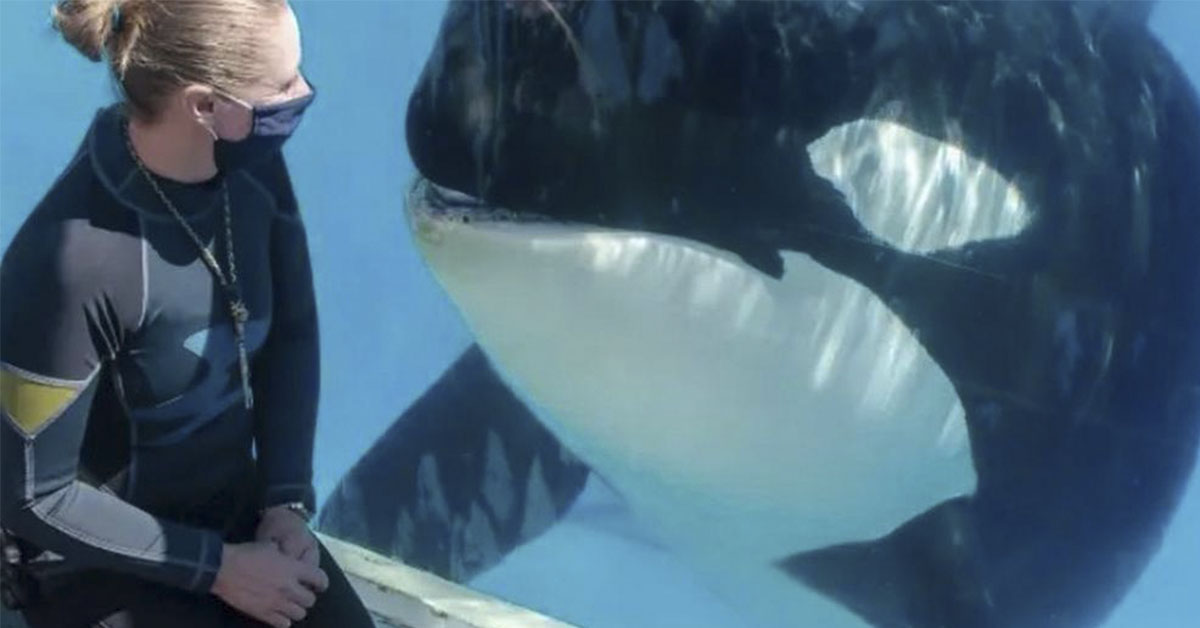 SeaWorld horror as killer whales attempts to drown trainer in footage