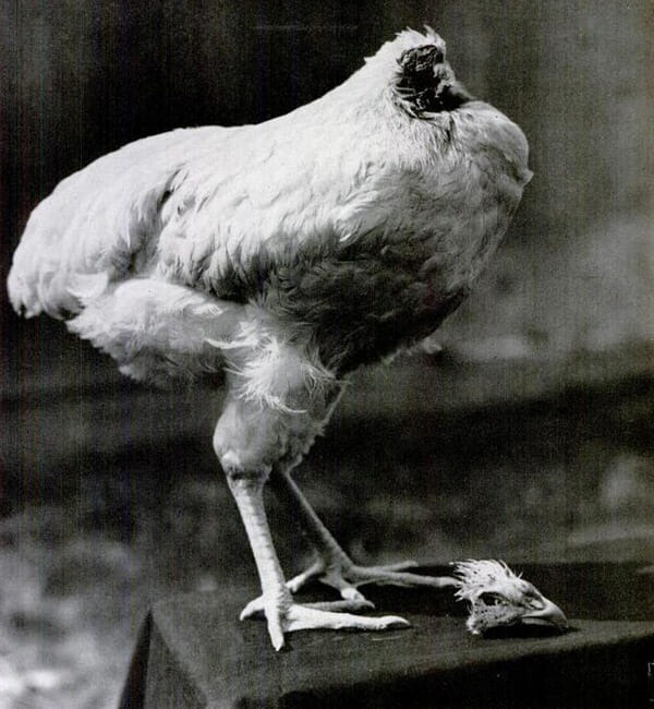 Mike the headless chicken.