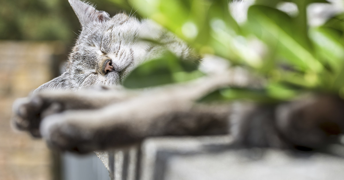 grey cat sleeping outdoors